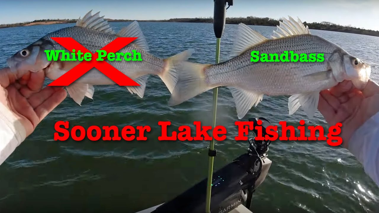 Sooner Lake Fishing. Hybrid Bass And White Perch Fishing In Oklahoma.