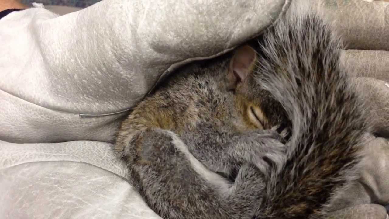 Cutest Baby Squirrel Making Squeaking Sounds