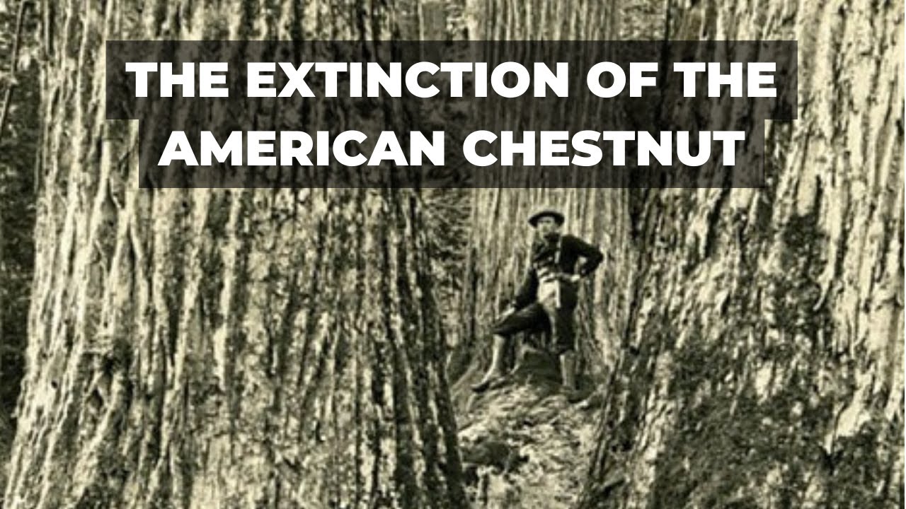 The Extinction of the American Chestnut Tree