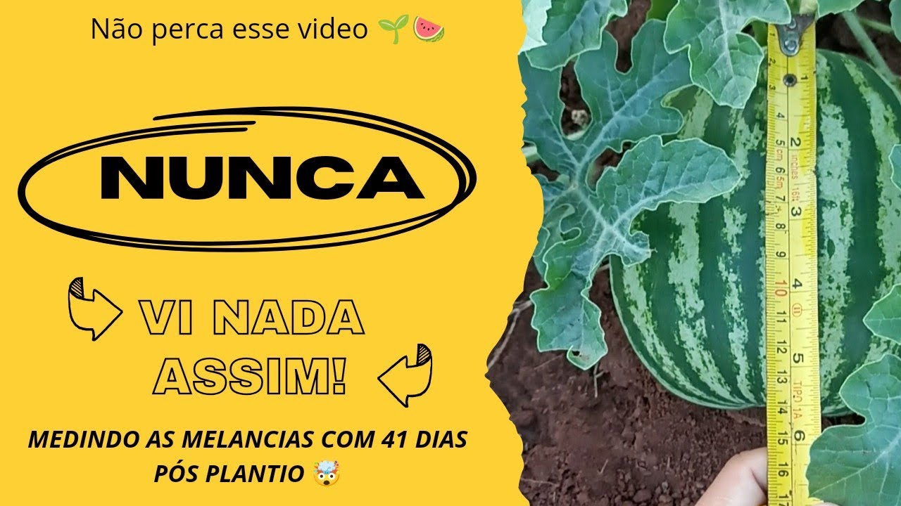 Veja o tamanho que está as melancias Crimson Sweet com 41 dias pós plantio 🤯