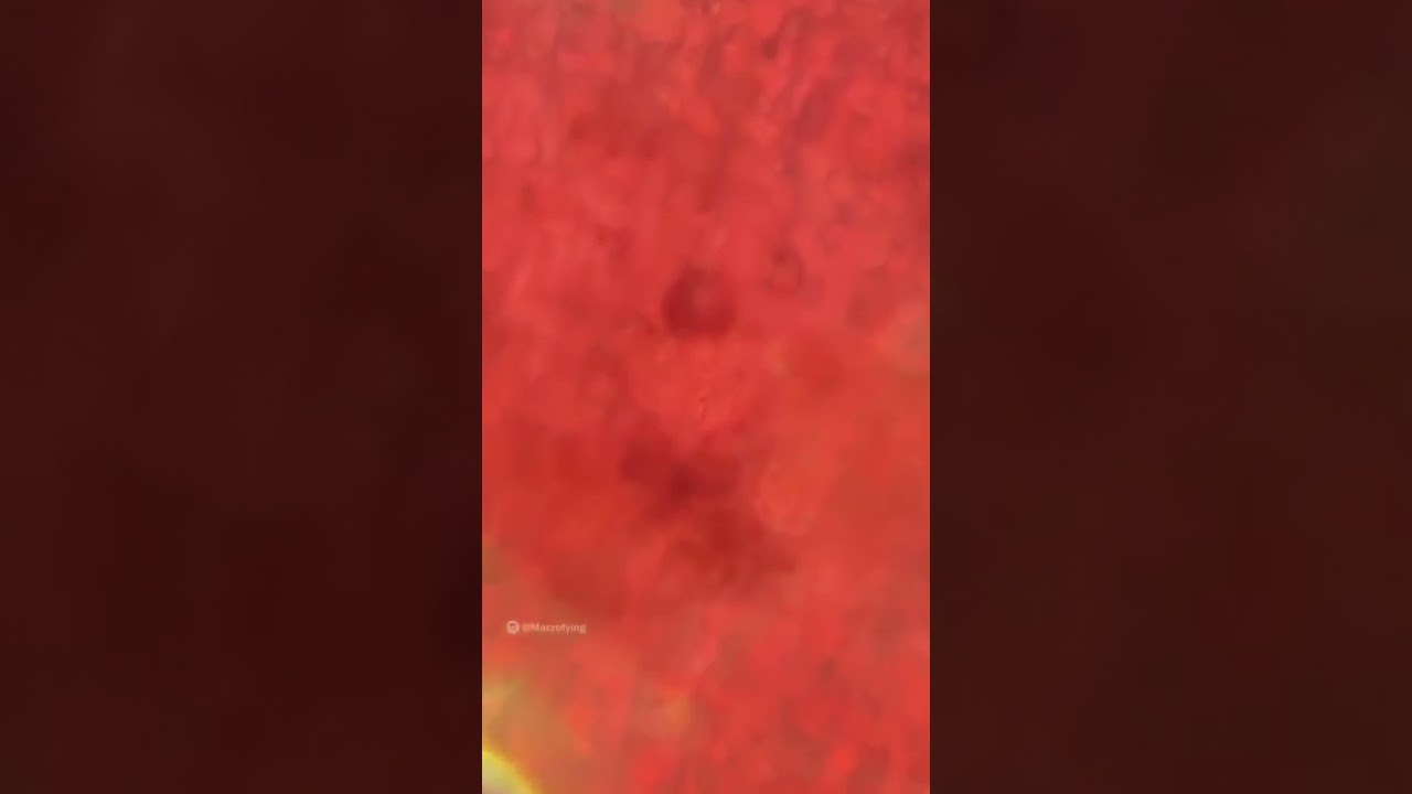 Human cell under microscope😯 || under microscope video 😮
