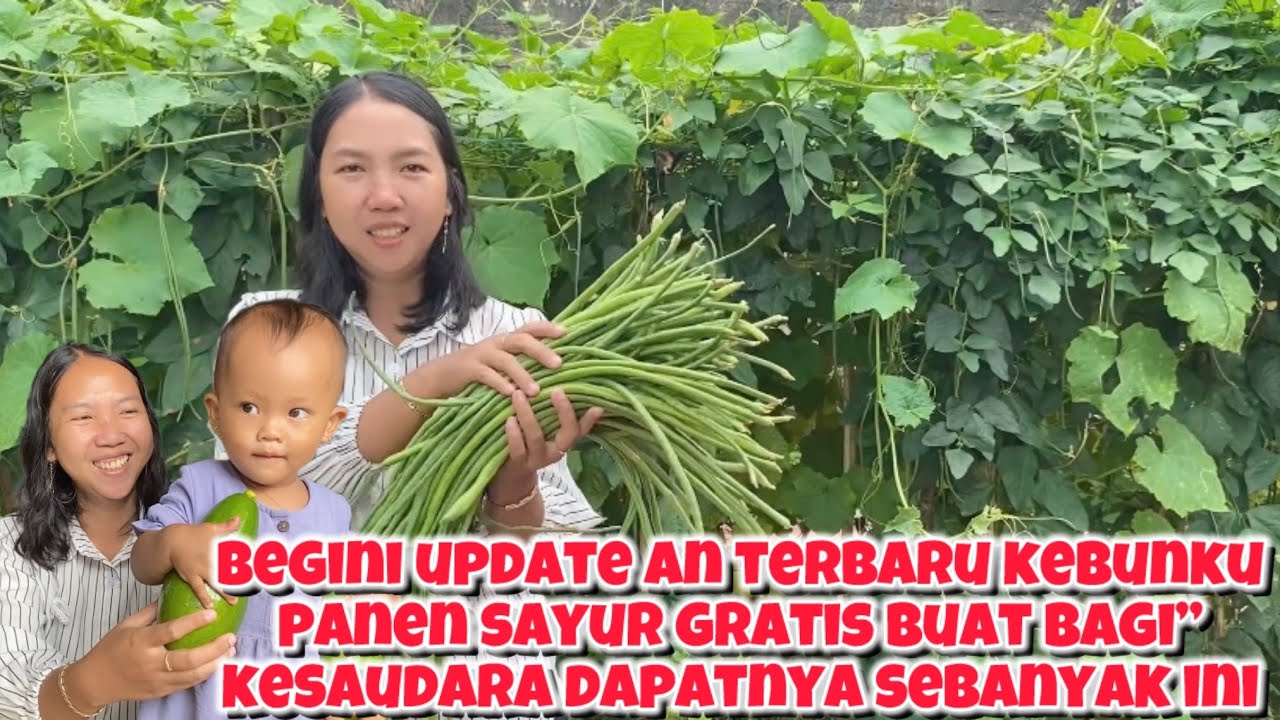 BEGINI UPDATE AN TERBARU KEBUNKU LANJUT PANEN KACANG BUAT BAGI” SAUDARA BESAR ISTRIKU
