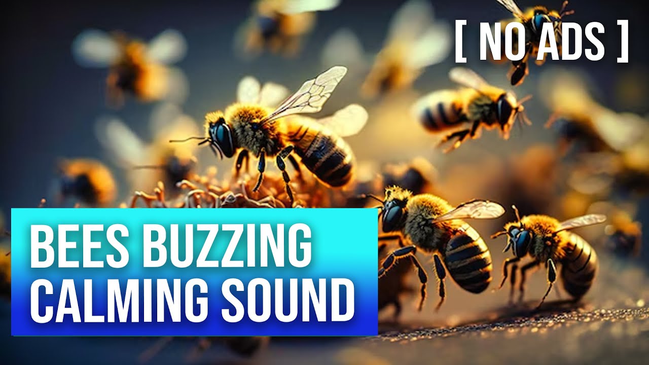Bees Buzzing in Nature Sound [ No Ads ]