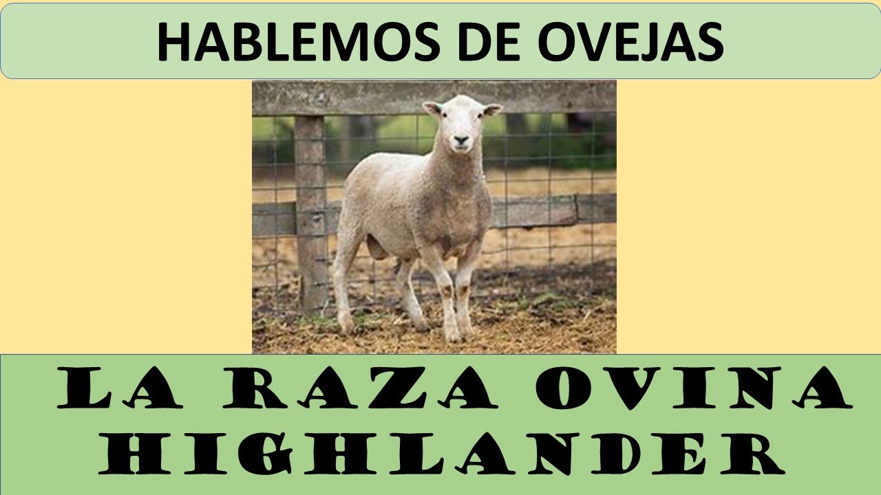 The Unbelievable Highlander Sheep