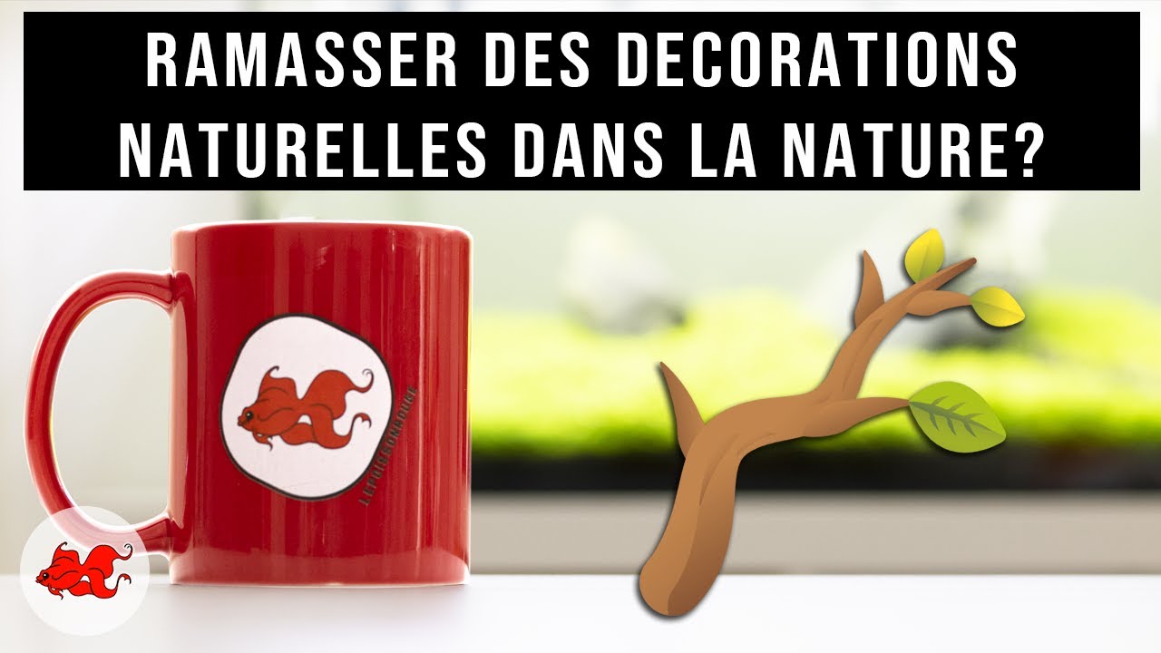 Aqua Tea' - Ramasser des décors dans la nature ?