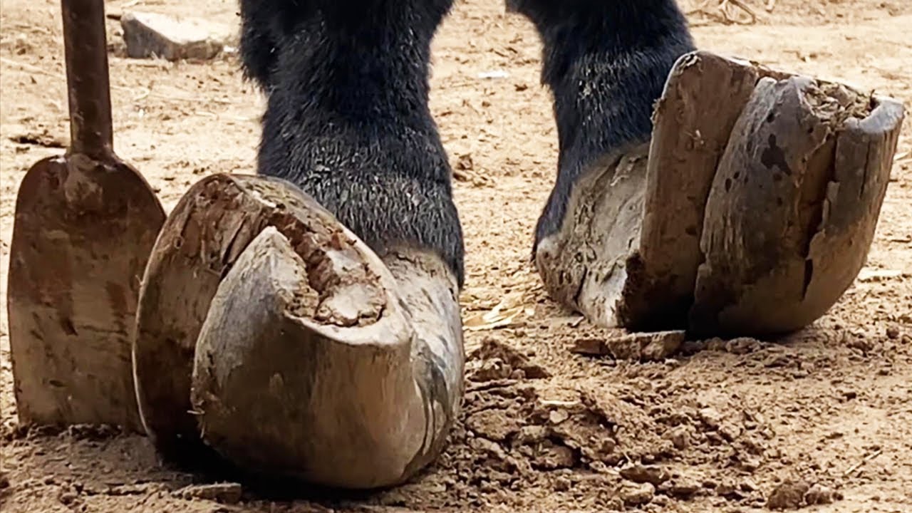 The hoof is so long that the donkey cannot walk and needs to be trimmed urgently