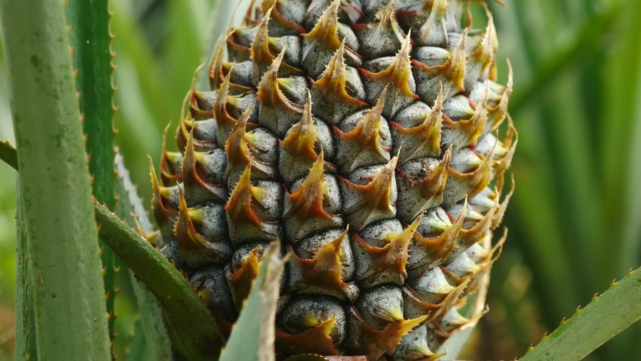 POLYNESIE - &icirc;le de Moorea, entre plantation d'ananas et nature luxuriante By D&eacute;passer les bornes