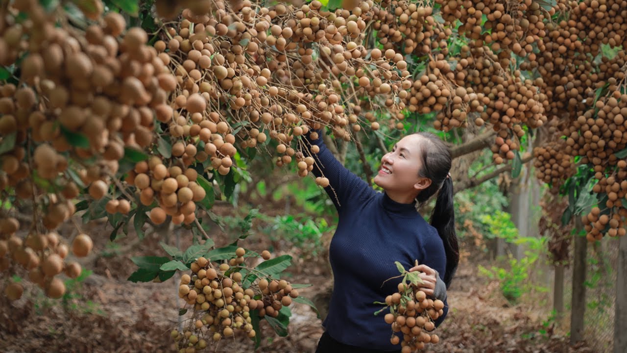 How to harvest longan fruits Goes To The Market Sell - cooking and selling | Emma Daily Life