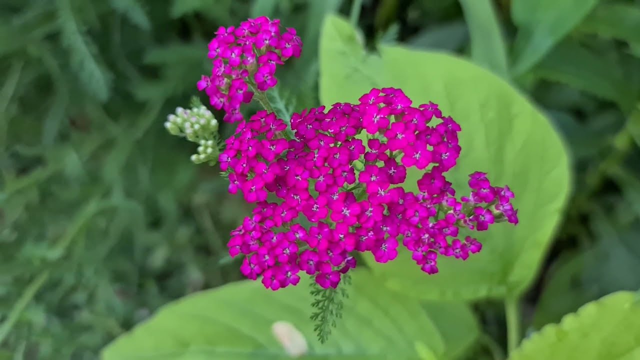 Civan Perçemi (Achillea millefolium) Askeri Bitki