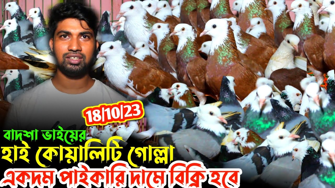 ৬০০ টাকা জোরা কবুতর কিনুন | পাইকারি দামে জনপ্রিয় রাজ গোল্লা কবুতরের মেলা😱কমদামি কবুতরের ভিডিও