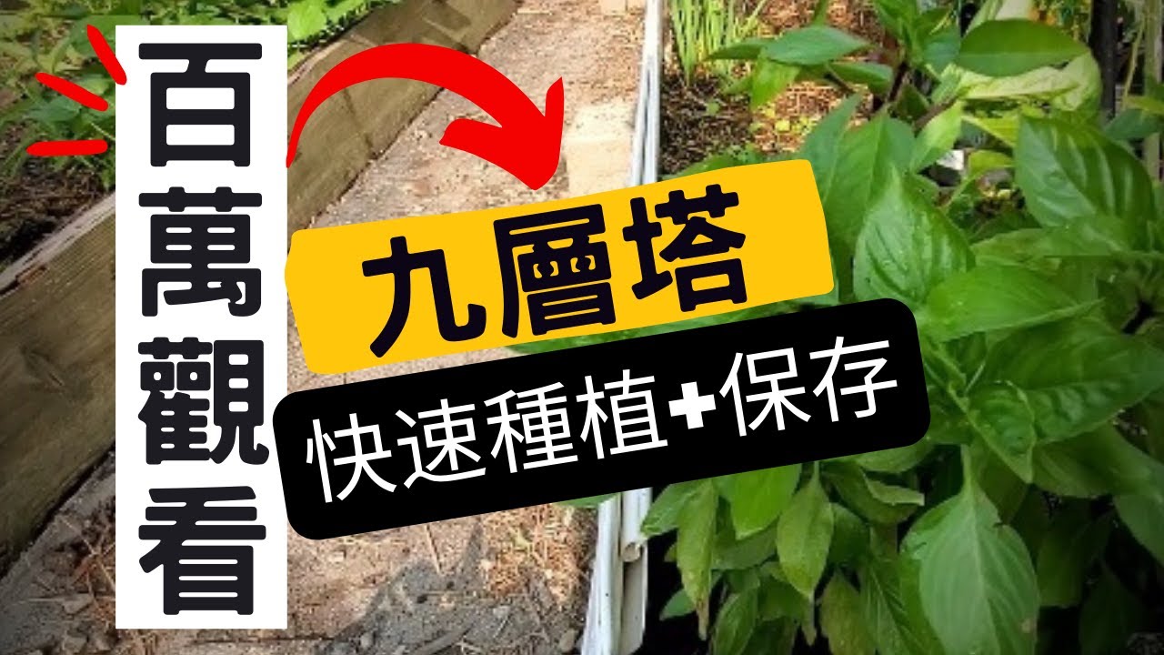 【香草之王】超簡單快速種植九層塔+如何保存九層塔/羅勒/ 不用種子+百萬觀看+九層塔不變黑+葉子不變小+冷凍九層塔 Freeze Preserve Basil Leaves