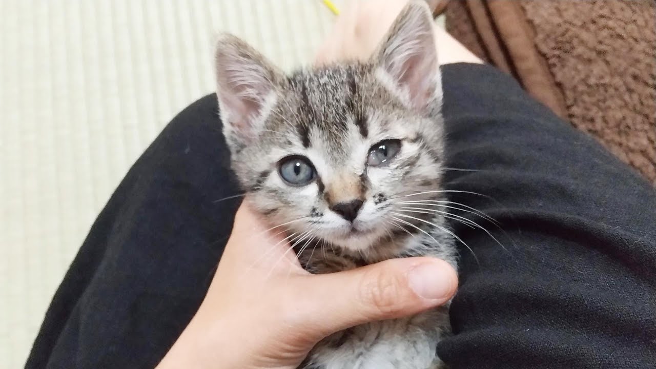 子猫の左目がおかしくなったので急遽病院に
