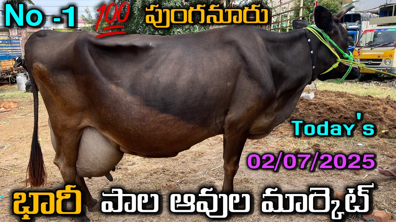cow and bull market punganuru #@lksa1506