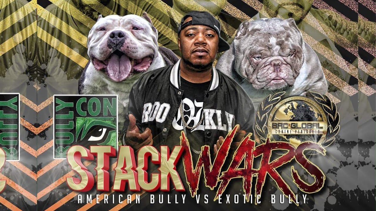 AMERICAN BULLY VS EXOTIC BULLY STACK WARS!!!!!!! THE BIGGEST STACK OFF EVENT EVER!!!!!!!!!!!!!