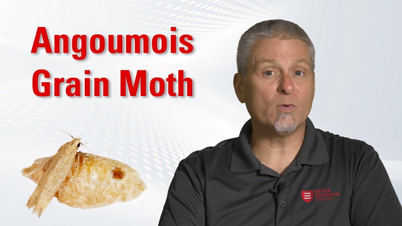 Stored Product Pests: Angoumois Grain Moth - Identification & Control | Degesch America