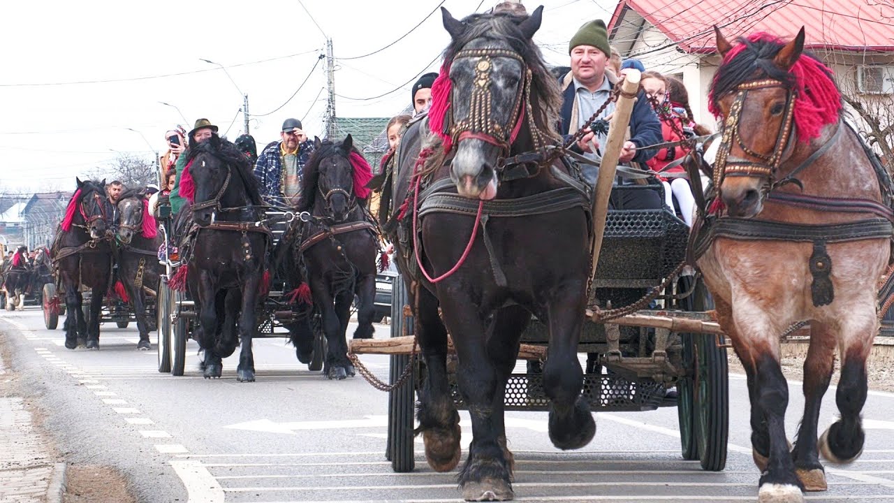 Cai în drum spre Șezătoarea Vicovenilor - Bucovina 21 Februarie 2024