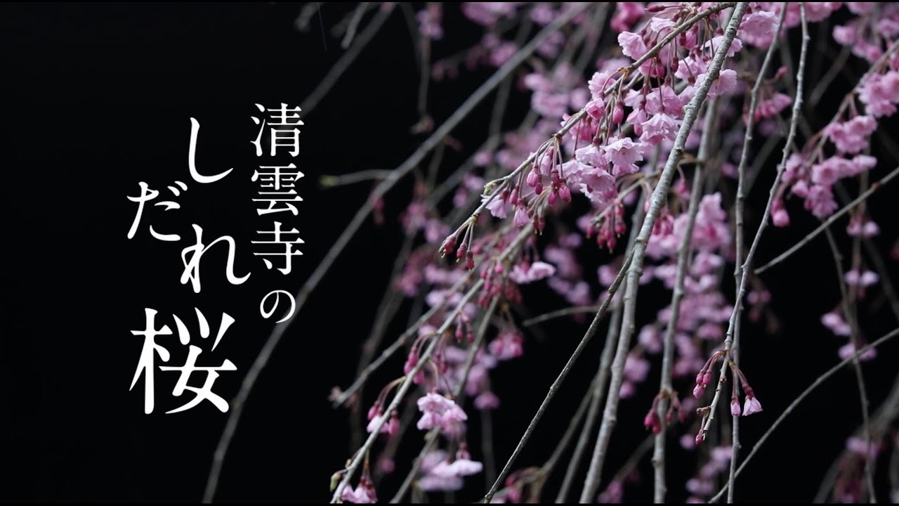 清雲寺のしだれ桜【公式】_JAPANESE CHERRY BLOSSOM