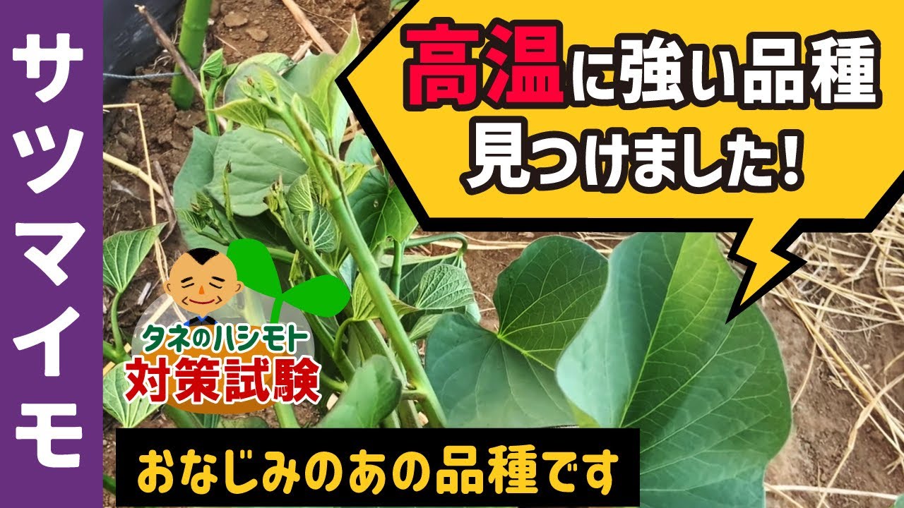 【耐暑性品種】劣悪な環境化でも、芋の根付きが良い品種がどれか？遅植え栽培で試験してみました！　タネのハシモト