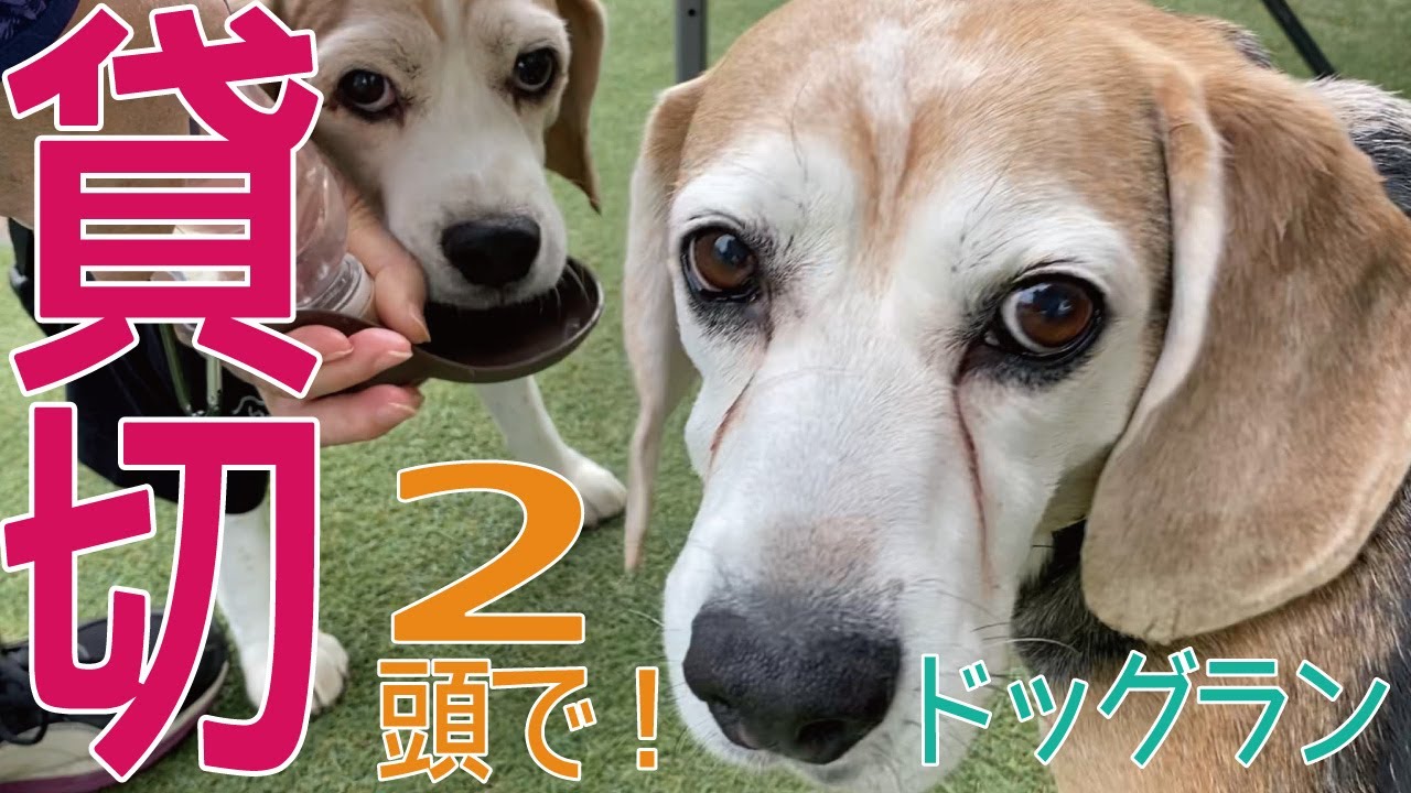 貸切！10歳デビュードッグラン【しっぽ舗】