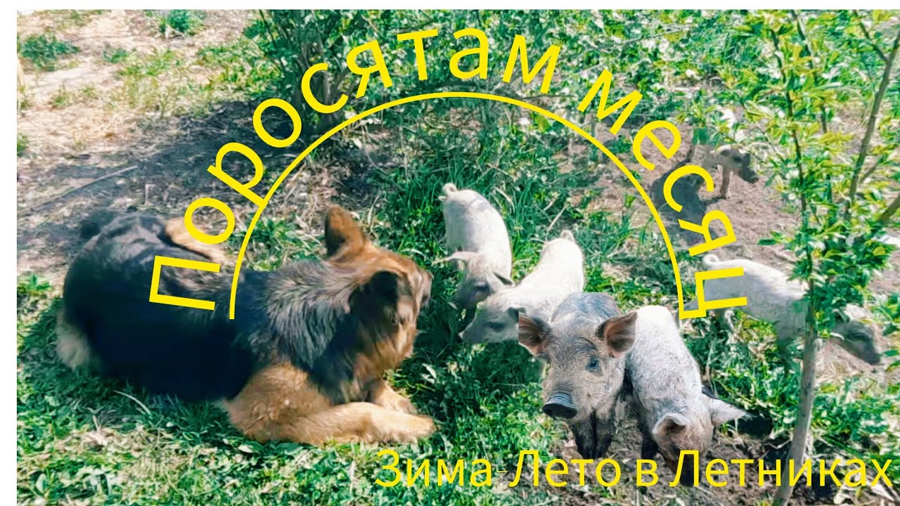 ПОРОСЯТА, ЦЫПЛЯТА,НАСЕДКИ, ОГОРОД. Работа от рассвета до заката.