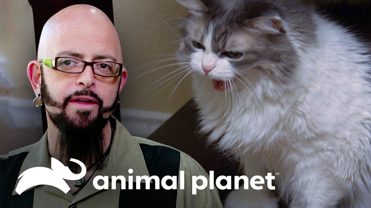 Três ataques marcantes de felinos para Jackson Galaxy | Meu gato endiabrado | Animal Planet Brasil
