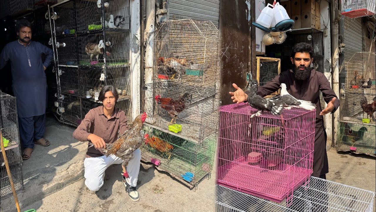 Aj birds market gaye 