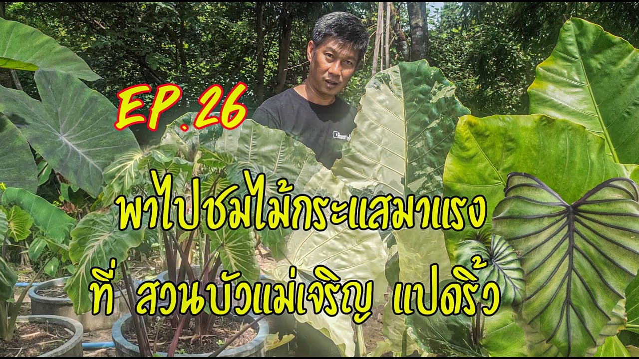 ไม้กระแสมาแรง Colocasia ที่สวนบัวแม่เจริญ แปดริ้ว