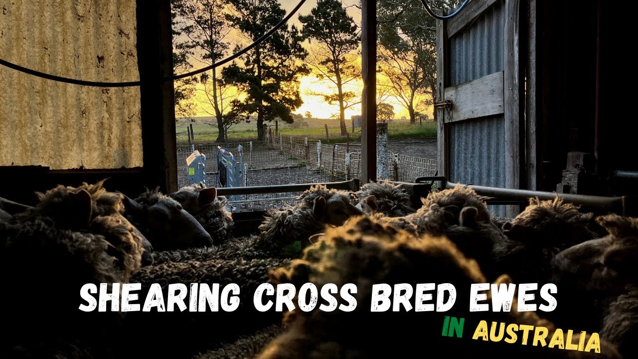 Why Do We Shear at This Time of Year? | Shearing Cross Bred Ewes | Australian Sheep Farming