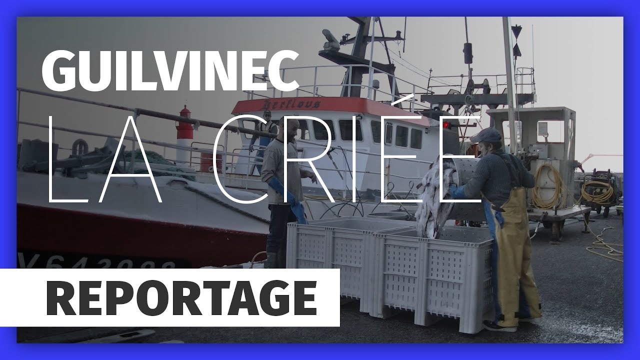 À la découverte de la criée du Guilvinec