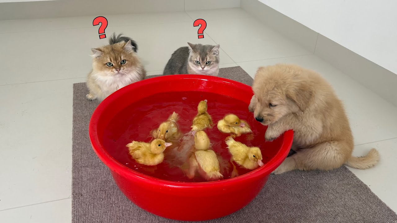 Funny golden retriever puppy tried to teach the ducklings to swim,which made the cat very envious!