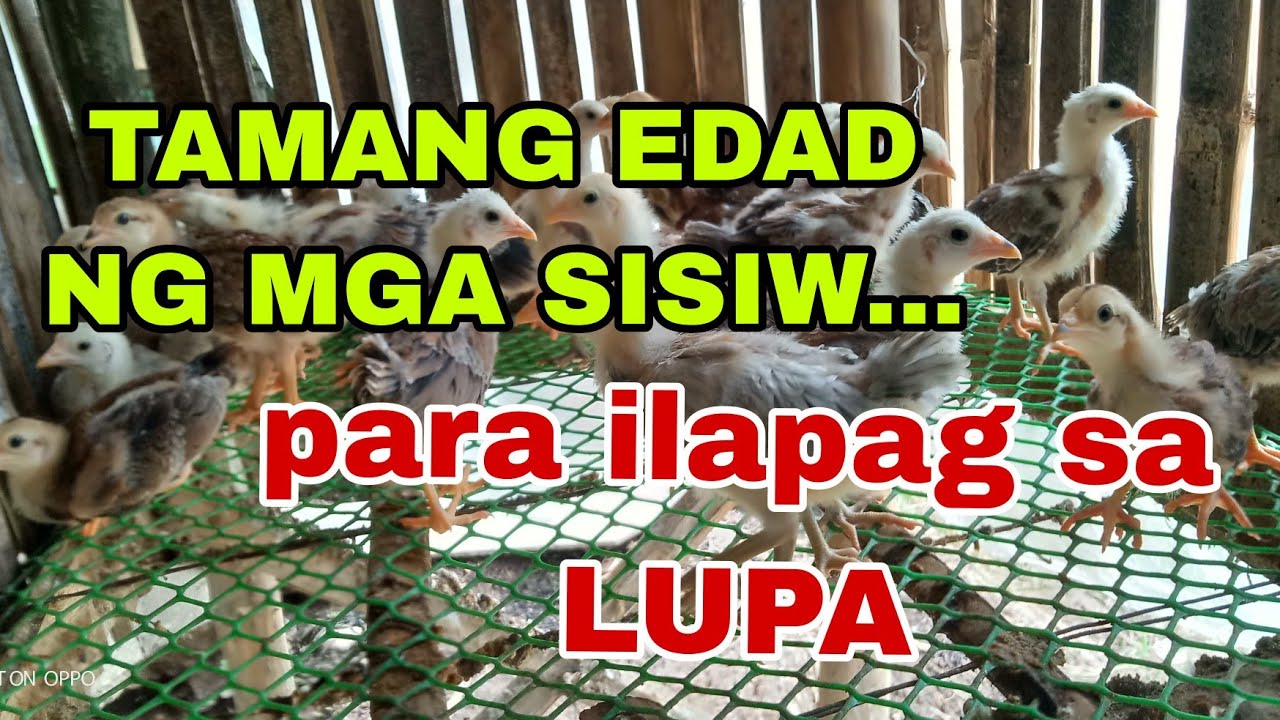 UPDATE SA MGA SISIW BAGONG BABA SILA SA LUPA | THE FARM BOY VLOG