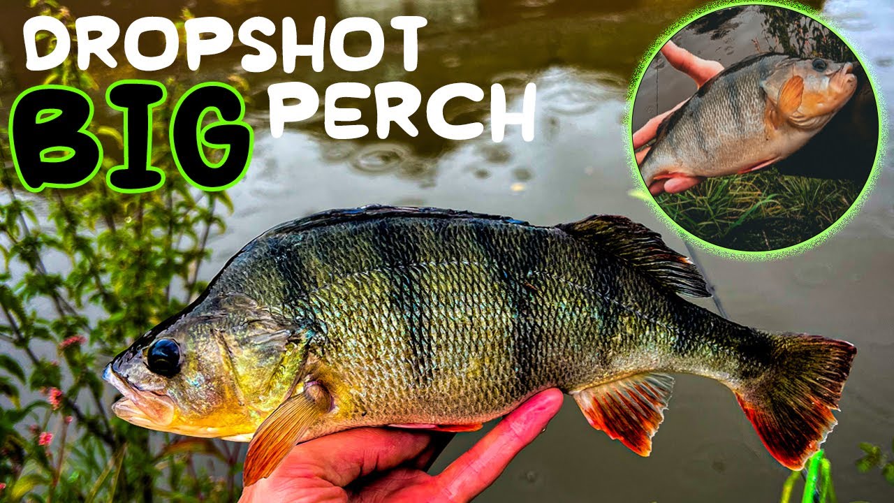 Dropshot and Lure fishing - One BIG PERCH Changes Everything