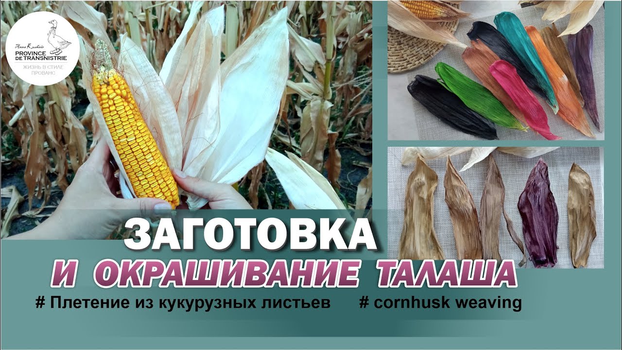Как заготовить и окрасить талаш (кукурузные листья) для плетения. Плетение из кукурузы, corn husk .