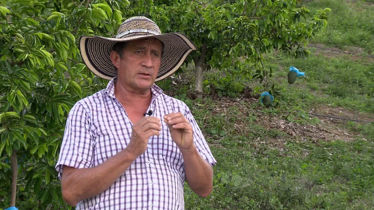 Conozca las principales plagas que atacan la guanábana | La Finca de Hoy