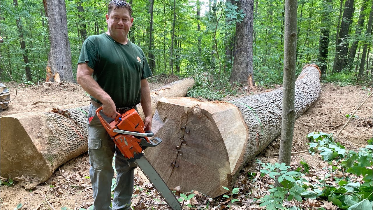 The Goat’s White Oak Felling Technique!