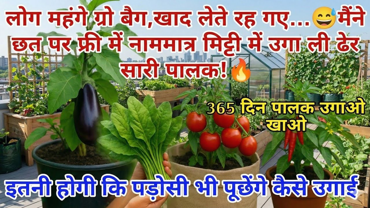 🔥 फ्री में कार्डबोर्ड पेटी में पालक उगाएं 🌿 बिना गमला बिना ज्यादा मिट्टी | 30 दिन में ढेर सारी Palak
