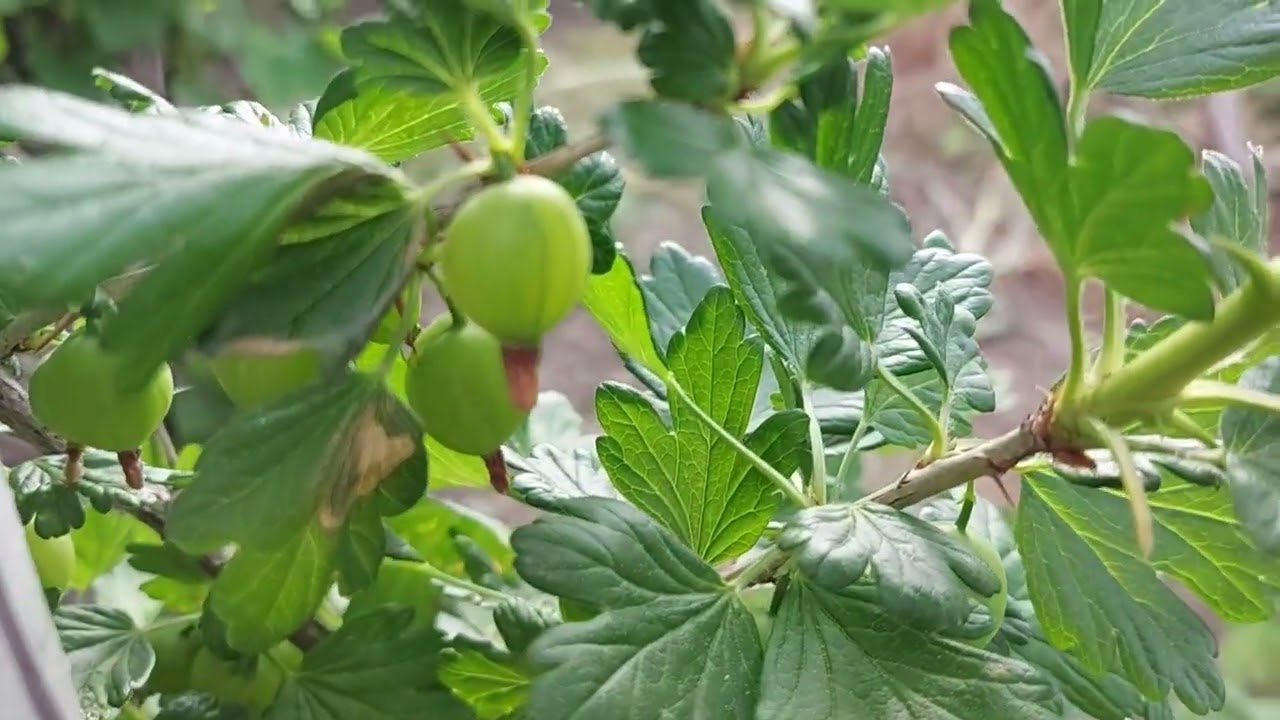 Ribes uva-crispa (agrişe, agrişul european, pomuşoare, struguri spinoşi, Ribes grossularia)