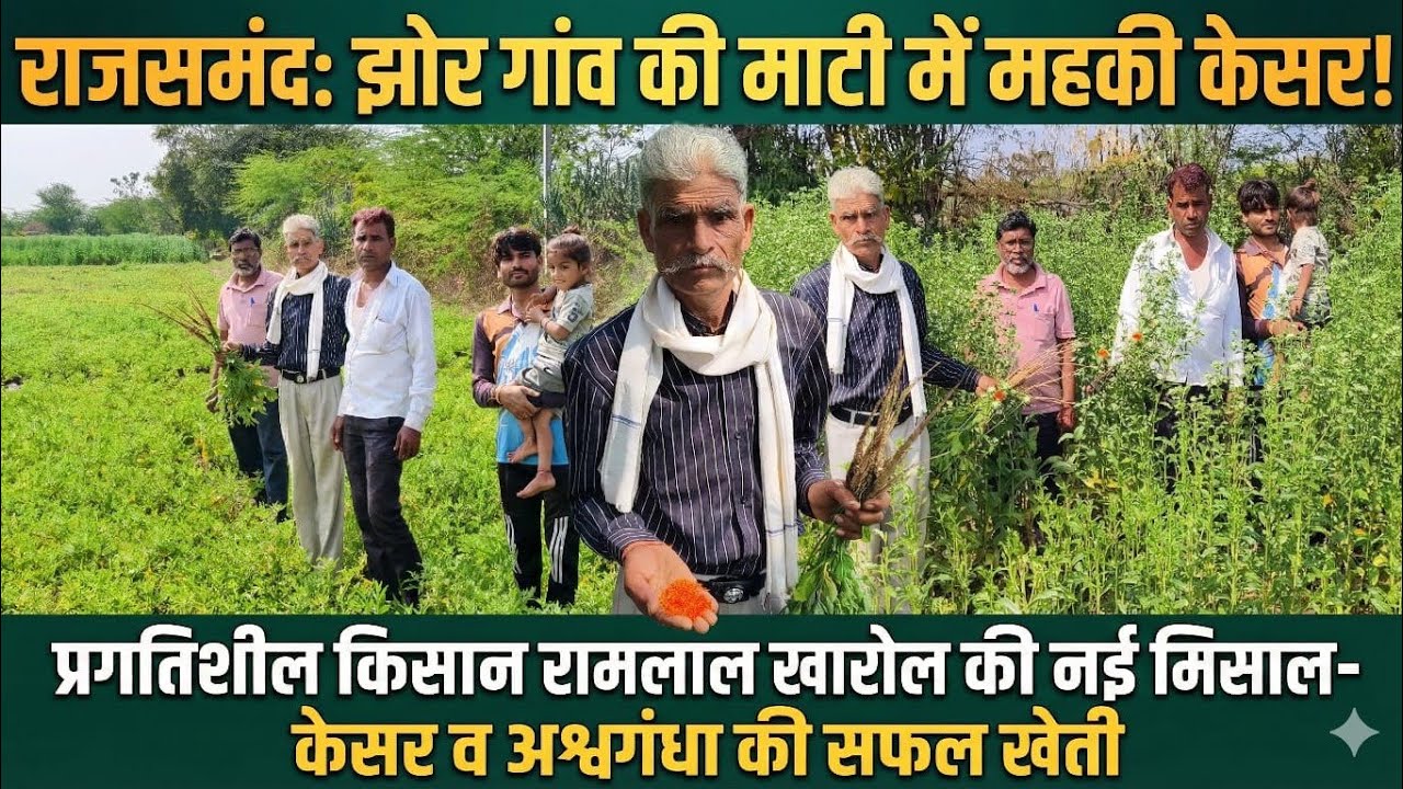 राजसमंद-झोर की माटी मे महकी केसर:अश्वगंधा जैसी फसल प्रगतिशील किसान रामलाल की मेहनत ने पेश की मिसाल