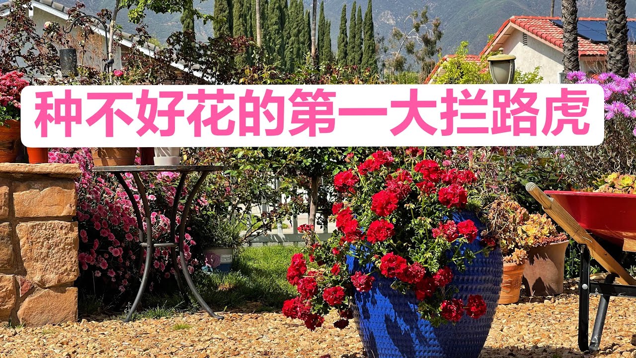 种花的第一大拦路虎（园艺篇217）