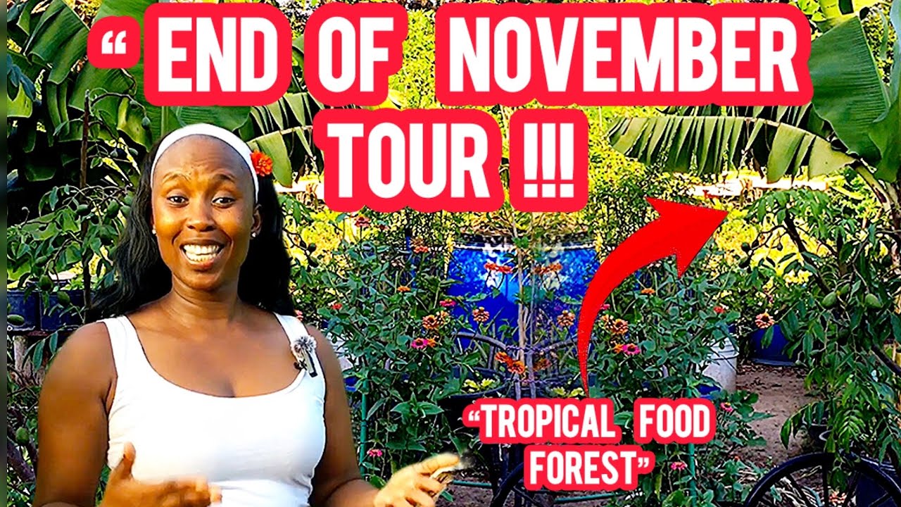 End of November Tropical Food Forest Tour🌱
