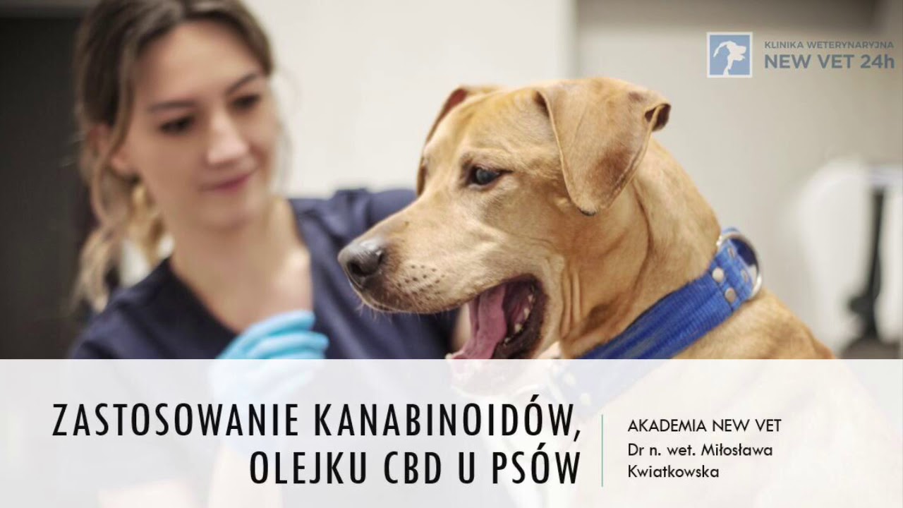 Olejek CBD u ps&oacute;w - padaczka oraz osteoarthritis