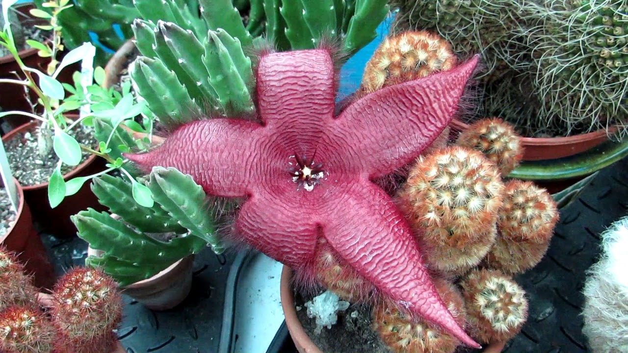 Stapelia grandiflora 'Starfish Plant' in MAGNIFICENT Flower
