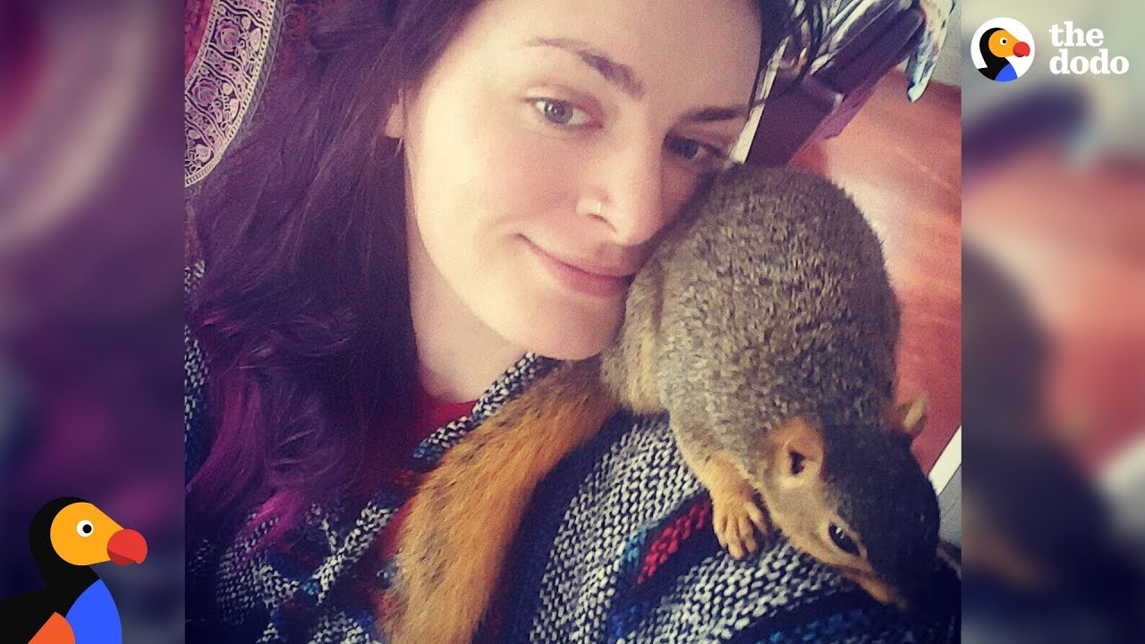 Tiny Rescue Squirrel Is A Huge Troublemaker - MISA | The Dodo