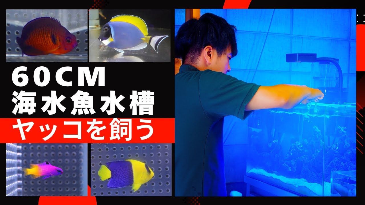 海水魚水槽 60cm 立ち上げから生体導入方法 ヤッコを飼ってみよう 使用機材の紹介など ルリヤッコ ソメワケヤッコ パウダーブルータン ロイヤルグラマを導入しました。