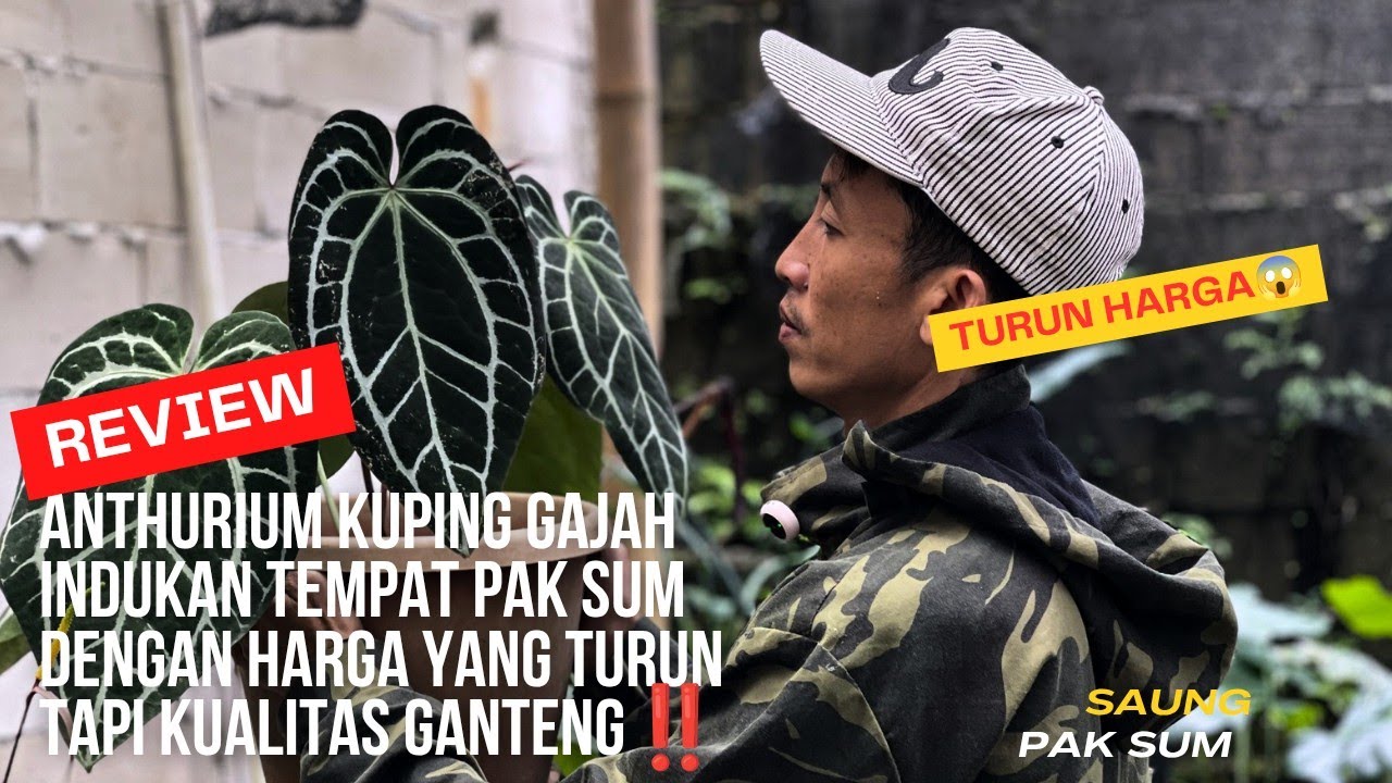 ANTHURIUM INDUKAN TEMPAT PAK SUM TURUN HARGA😱
