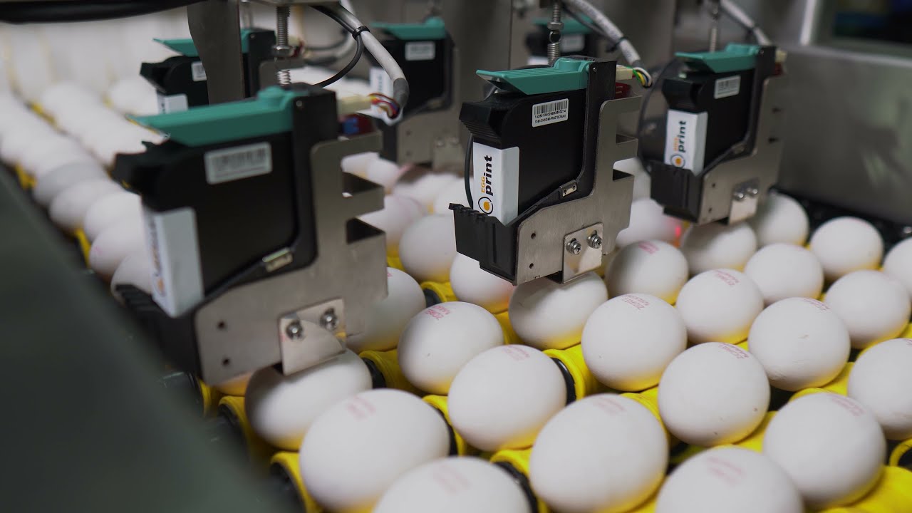 ZOREL EGG GRADER - CANDLING UNIT - EGG LIFTER(AUTOLOADER) - FARMPACKER - YUMURTA TASNİFLEME SİSTEMİ