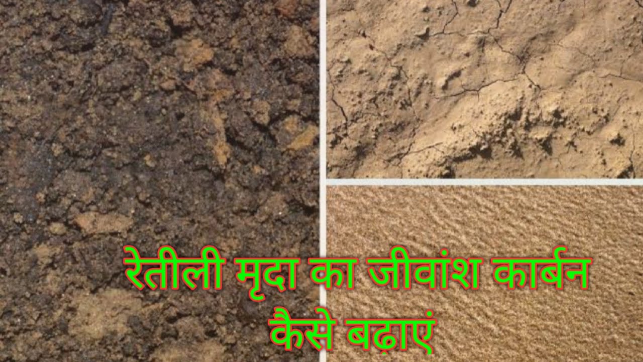 रेतीली जमीन में जीवांश कार्बन कैसे बढ़ाएं || How to maintain Organic Carbon in Sandy Soil || 🌿🌴🌾🌱🐛🌺🌻