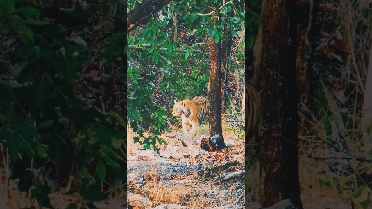 Pench Tiger Reserve||Jungle Safari me Denst forest me chalte Tiger ki bumper sighting hui||