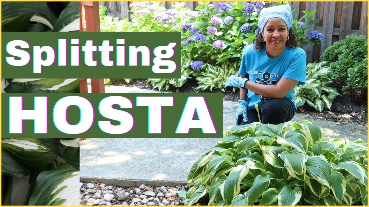 GARDEN WITH ME | SPLITTING and TRANSPLANTING HOSTA