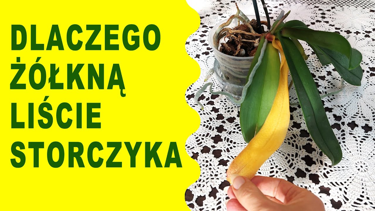 Dlaczego żółkną liście storczyka | Czy jest to powód do obaw?